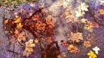 Puddle that reflects the sky with colorful leaves on the ground