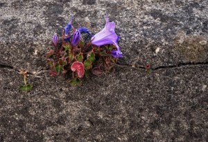 Purple flowers growing in the cracks