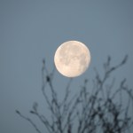 Full moon in the evening with t, blue sky, blurry tree braches