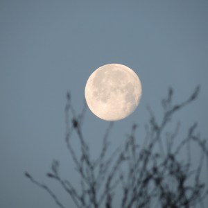 Full moon in the evening with t, blue sky, blurry tree braches