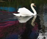 Swan smimming in a canal, the picture shows reflection of colorful lights and the swan itself