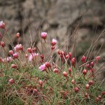 Small pink flowers with blurry background