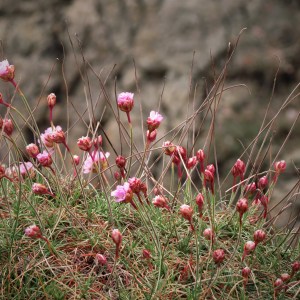 Small pink flowers with blurry background