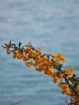 Yellow flowers, blurry blue background (the sea)