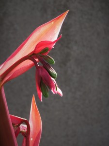 A pink plant (name unknown)